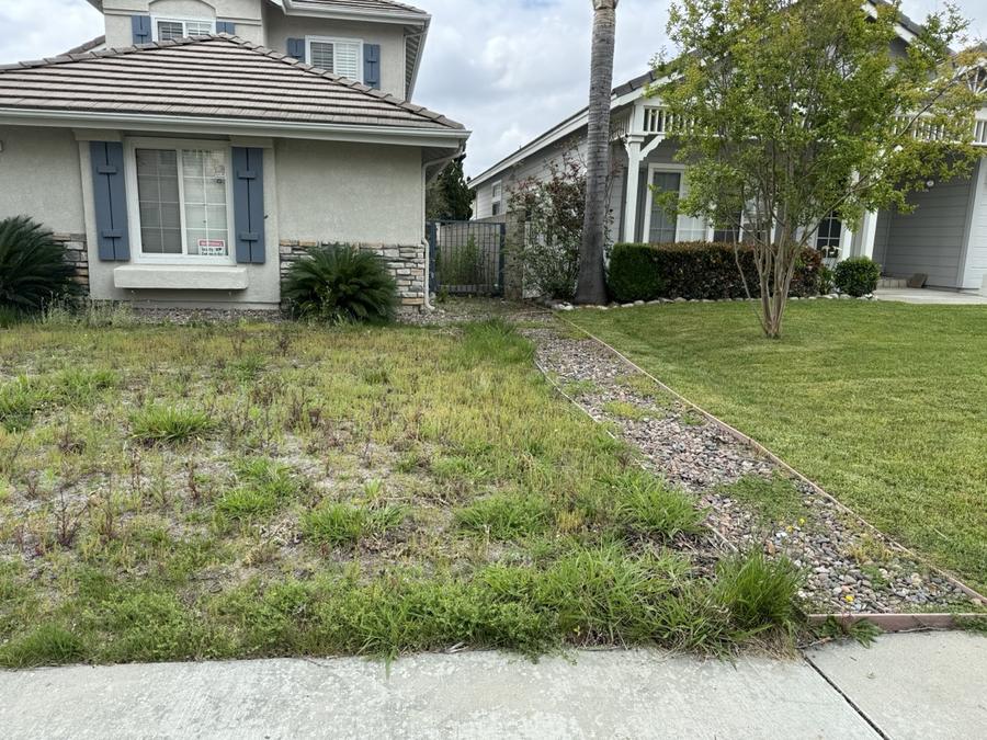Before: patchy grass and a gravel strip
